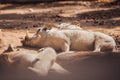 African warthogs sleeping profile portrait