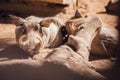 African warthogs sleeping profile portrait Royalty Free Stock Photo