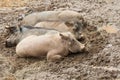 African warthogs Royalty Free Stock Photo