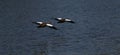 African Water Birds, Egyptian gees flying away Royalty Free Stock Photo