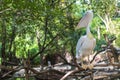 African water birds, Pink-backed Pelican Pelecanus rufescens Standing on the top of the timber in the park habitats Royalty Free Stock Photo