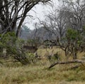 African Water Buck Royalty Free Stock Photo