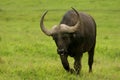 African Water Buffalo