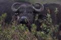 African Water buffalo Serengeti - Syncerus caffer Big Five Safari billed oxpecker Royalty Free Stock Photo