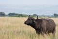 African water buffalo