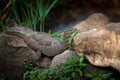 African Water Monitor Lizard, Varanus niloticus, detail head portrait of reptile in nature habitat, Kruger NP. South Africa. Royalty Free Stock Photo