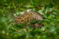 African Water Monitor Lizard, Varanus niloticus, detail head portrait of reptile in nature habitat, Nurchison NP, Victoria Nile. Royalty Free Stock Photo