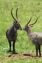 African waterbuck Royalty Free Stock Photo