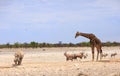 African waterhole with giraffe, black Rhino and Oryx Royalty Free Stock Photo