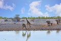 African waterhole with wo giraffe at the waters edge, while a small herd of elephants walking in