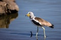 African Wattled Lapwing in Kruger National Park