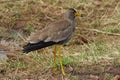 African wattled lapwing Vanellus senegallus Senegal wattled plover Charadriidae Portrait Royalty Free Stock Photo