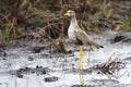 African Wattled Lapwing Royalty Free Stock Photo