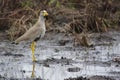 African Wattled Lapwing Royalty Free Stock Photo