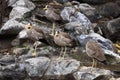 African wattled lapwings