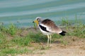 African Wattled Plover Royalty Free Stock Photo