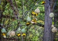 African weaver