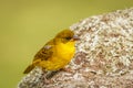 African Weaver Bird, Uganda. Royalty Free Stock Photo