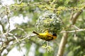 An African weaver with a blade of grass