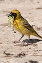 African Weaver building its nest