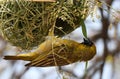 African Weaver building nest in South Africa