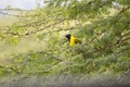 An African weaver perched on a tree branch