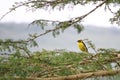 An African weaver perched on a tree branch