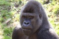 African western lowlands gorilla Royalty Free Stock Photo