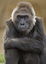 African western lowlands gorilla male juvenile 1 Royalty Free Stock Photo