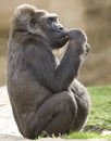 African western lowlands gorilla male juvenile 2 Royalty Free Stock Photo