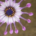 African Whirligig Daisy Flower Macro