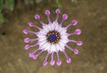African Whirligig Spoon Daisy Flower