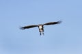 African White-backed Vulture on blue sky