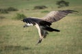 African white-backed vulture comes in to land Royalty Free Stock Photo