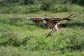 African white-backed vulture comes in to land Royalty Free Stock Photo