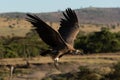 African white-backed vulture coming in to land Royalty Free Stock Photo