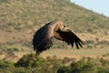 African white-backed vulture flies over grassy hillside Royalty Free Stock Photo