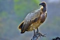 African White-backed Vulture (Gyps africanus)