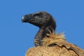 African White-backed Vulture (Gyps africanus)