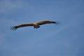 African White Backed Vulture, Masai Mara, Kenya Royalty Free Stock Photo