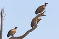 African White Backed Vultures