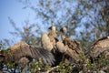 African white-backed vultures in the canopy of a tree in the African savannah