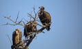 African white-backed vultures (Gyps africanus), resting in a tree in the African savannah of South Africa Royalty Free Stock Photo