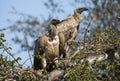 African white-backed vultures (Gyps africanus), in a tree in the African savannah of South Africa Royalty Free Stock Photo