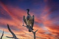 African white-backed vultures in a tree of the African savannah under an orange sky Royalty Free Stock Photo