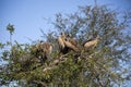 African white-backed vultures in a tree-top nest in the African savannah Royalty Free Stock Photo