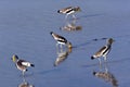 African White-Crowned Lapwing - Botswana Royalty Free Stock Photo