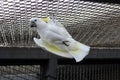 African white parrot cockatoos Royalty Free Stock Photo