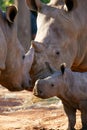 African White Rhino Royalty Free Stock Photo