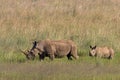 African White Rhino Royalty Free Stock Photo